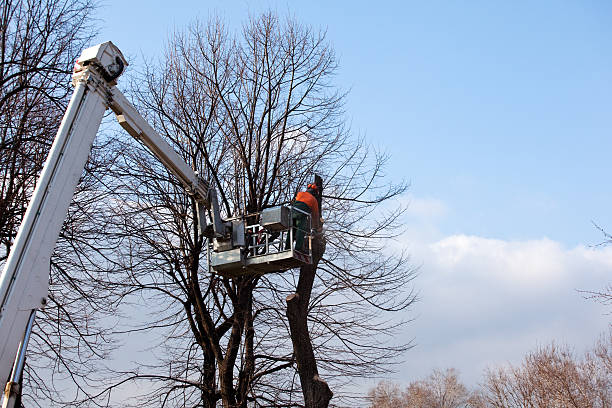 How Our Tree Care Process Works  in  Washington, KS